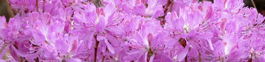 Rhodo botanicke banner